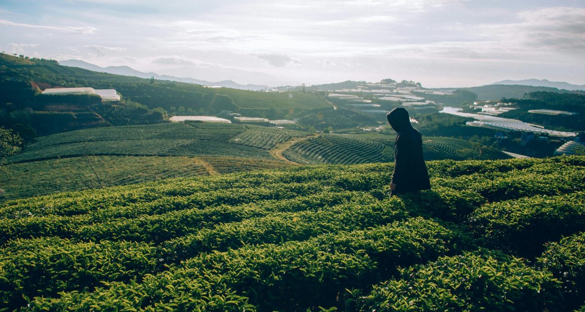 pexels photo 981091 981091 A serene tea plantation landscape with a lone traveler gazing over lush green fields under a bright sky.